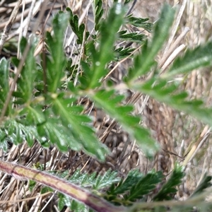 Acaena (genus) at Cooma, NSW - 18 Nov 2024