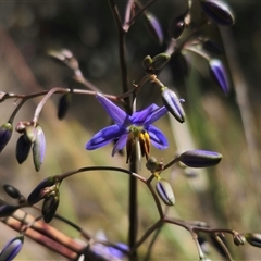 Dianella revoluta var. revoluta (Black-Anther Flax Lily) at Bungendore, NSW - 18 Nov 2024 by Csteele4