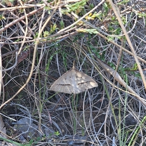 Epidesmia hypenaria at Bungendore, NSW - 18 Nov 2024