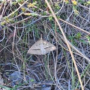 Epidesmia hypenaria at Bungendore, NSW - 18 Nov 2024 03:10 PM