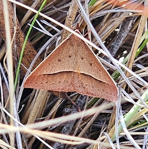 Epidesmia chilonaria at Bungendore, NSW - 18 Nov 2024 03:18 PM