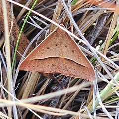 Epidesmia chilonaria at Bungendore, NSW - 18 Nov 2024 03:18 PM