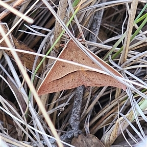 Epidesmia chilonaria at Bungendore, NSW - 18 Nov 2024 03:18 PM