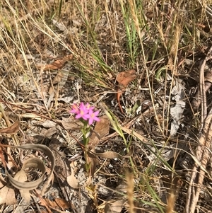 Centaurium tenuiflorum at Bungonia, NSW - 17 Nov 2024 10:15 AM