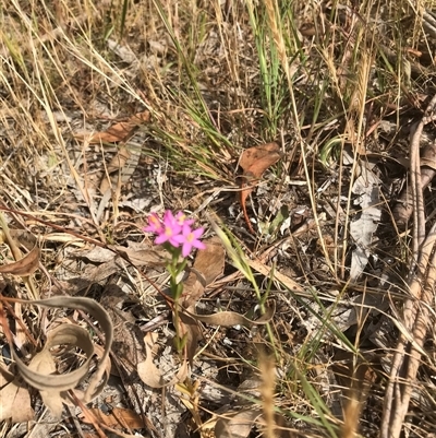 Centaurium tenuiflorum (Branched Centaury) at Bungonia, NSW - 17 Nov 2024 by Woozlecat