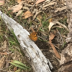 Heteronympha merope (Common Brown Butterfly) at Bungonia, NSW - 16 Nov 2024 by Woozlecat