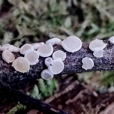 zz – ascomycetes - apothecial (Cup fungus) at Kianga, NSW - 18 Nov 2024 by Teresa