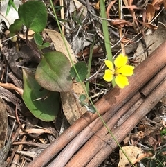 Goodenia hederacea (Ivy Goodenia) at Bungonia, NSW - 17 Nov 2024 by Woozlecat