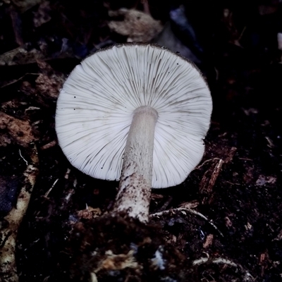 zz agaric (stem; gills white/cream) at Kianga, NSW - 18 Nov 2024 by Teresa