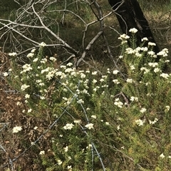 Ozothamnus diosmifolius (Rice Flower, White Dogwood, Sago Bush) at Bungonia, NSW - 17 Nov 2024 by Woozlecat