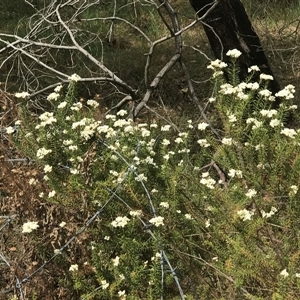 Ozothamnus diosmifolius at Bungonia, NSW - 17 Nov 2024