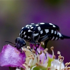 Mordella dumbrelli (Dumbrell's Pintail Beetle) at Florey, ACT - 16 Nov 2024 by KorinneM