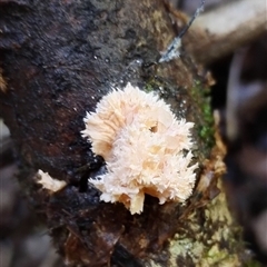 Xylaria cubensis [Xylocoremium flabelliforme form] at Kianga, NSW - 18 Nov 2024 by Teresa