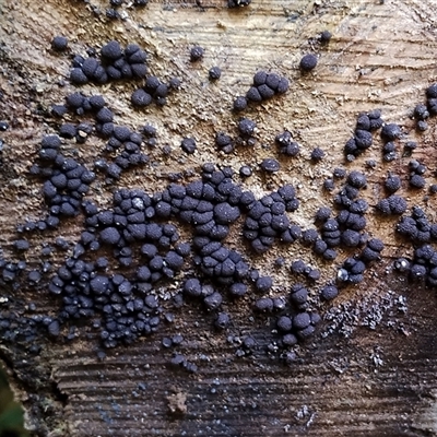 Unverified Other fungi on wood at Kianga, NSW - 18 Nov 2024 by Teresa