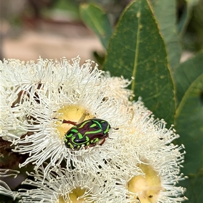 Eupoecila australasiae (Fiddler Beetle) at Mount Kembla, NSW - 17 Nov 2024 by BackyardHabitatProject