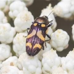 Castiarina oblita (a jewel beetle) at Bungonia, NSW - 16 Nov 2024 by AlisonMilton