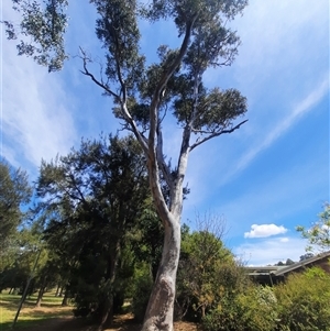 Eucalyptus blakelyi at Gowrie, ACT - suppressed