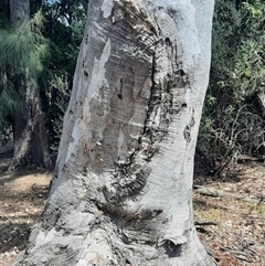 Eucalyptus blakelyi at Gowrie, ACT - suppressed