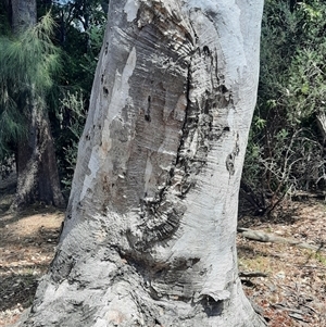 Eucalyptus blakelyi at Gowrie, ACT - suppressed