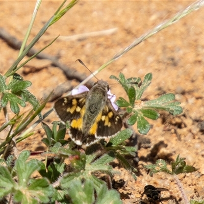 Trapezites phigalioides (Montane Ochre) at Mount Clear, ACT - 15 Nov 2024 by SWishart