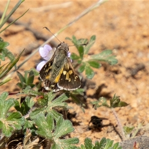 Trapezites phigalioides at Mount Clear, ACT - 16 Nov 2024