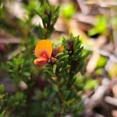 Pultenaea subspicata (Low Bush-pea) at Bungendore, NSW - 18 Nov 2024 by Csteele4