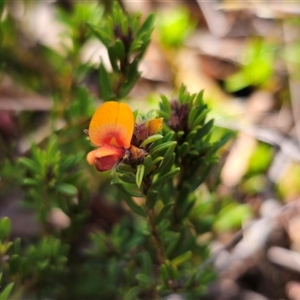 Pultenaea subspicata at Bungendore, NSW - 18 Nov 2024 03:16 PM