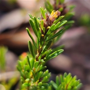 Pultenaea subspicata at Bungendore, NSW - 18 Nov 2024 03:16 PM