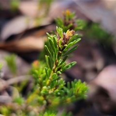 Pultenaea subspicata at Bungendore, NSW - 18 Nov 2024 03:16 PM