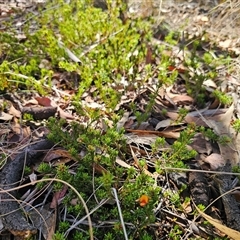 Pultenaea subspicata at Bungendore, NSW - 18 Nov 2024 03:16 PM