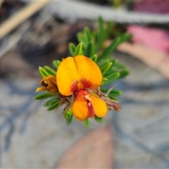 Pultenaea subspicata at Bungendore, NSW - 18 Nov 2024 03:16 PM