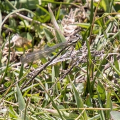 Austroargiolestes icteromelas (Common Flatwing) at Mount Clear, ACT - 16 Nov 2024 by SWishart