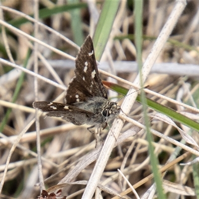 Pasma tasmanica (Two-spotted Grass-skipper) at Mount Clear, ACT - 16 Nov 2024 by SWishart