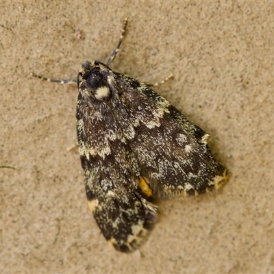 Halone coryphoea (Eastern Halone moth) at Florey, ACT - 14 Nov 2024 by KorinneM