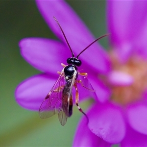 Diplazon laetatorius at Florey, ACT - suppressed