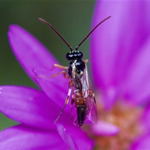 Diplazon laetatorius at Florey, ACT - suppressed