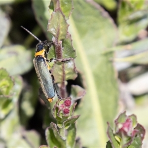 Chauliognathus lugubris at Mount Clear, ACT - 16 Nov 2024