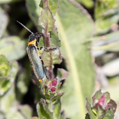 Chauliognathus lugubris (Plague Soldier Beetle) at Mount Clear, ACT - 16 Nov 2024 by SWishart