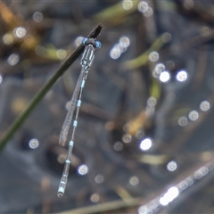 Austrolestes leda (Wandering Ringtail) at Mount Clear, ACT - 16 Nov 2024 by SWishart