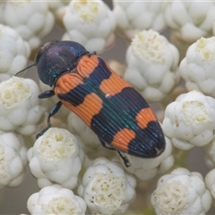 Castiarina sp. (genus) at Bungonia, NSW - 17 Nov 2024 by AlisonMilton