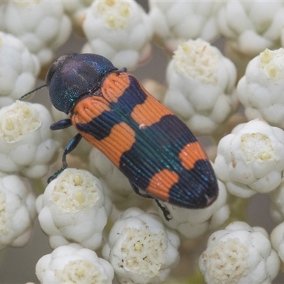 Castiarina sp. (genus) at Bungonia, NSW - 17 Nov 2024 by AlisonMilton