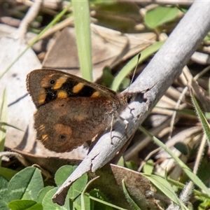 Argynnina cyrila at Mount Clear, ACT - 16 Nov 2024