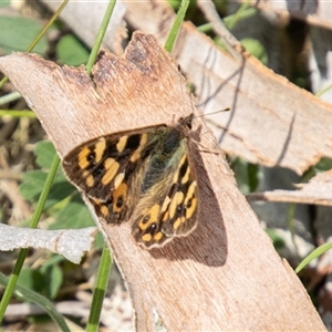 Argynnina cyrila at Mount Clear, ACT - 16 Nov 2024