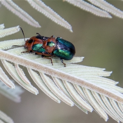 Calomela curtisi (Acacia leaf beetle) at Mount Clear, ACT - 16 Nov 2024 by SWishart