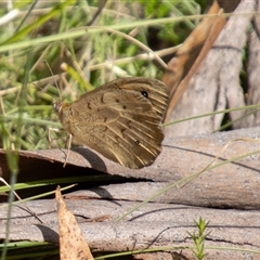 Heteronympha merope at Mount Clear, ACT - 16 Nov 2024