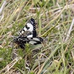 Agaristodes feisthamelii (A day flying noctuid moth) at Mount Clear, ACT - 16 Nov 2024 by SWishart