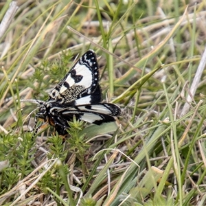 Agaristodes feisthamelii at Mount Clear, ACT - 16 Nov 2024 03:02 PM