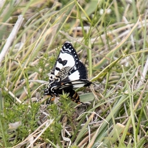 Agaristodes feisthamelii at Mount Clear, ACT - 16 Nov 2024 03:02 PM