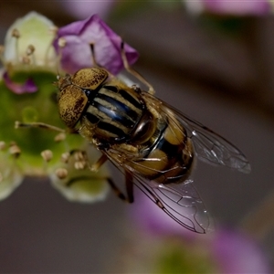 Eristalinus punctulatus at Florey, ACT - 14 Nov 2024