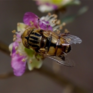 Eristalinus punctulatus at Florey, ACT - suppressed